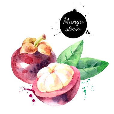 Suluboya mangosteen meyve illüstrasyonu. Vektör beyaz arkaplanda izole edilmiş süper yiyecekler boyadı