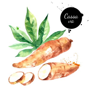 Suluboya el çizimi Cassava çizimi. Beyaz arkaplanda izole edilmiş vektör boyalı süper yiyecekler