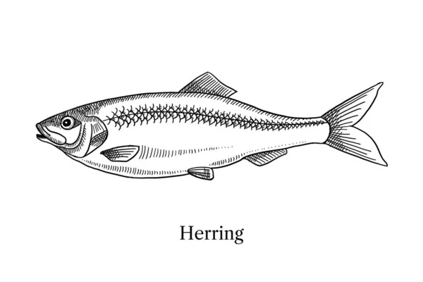 手绘素描鱼群集 矢量黑白复古插图 — 图库矢量图片