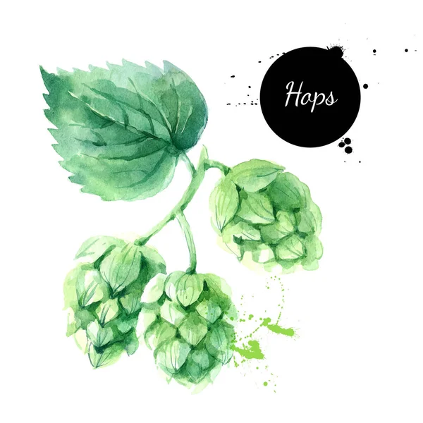 Aquarel Hop Illustratie Vector Schilderde Geïsoleerde Verse Superfood Witte Achtergrond — Stockvector
