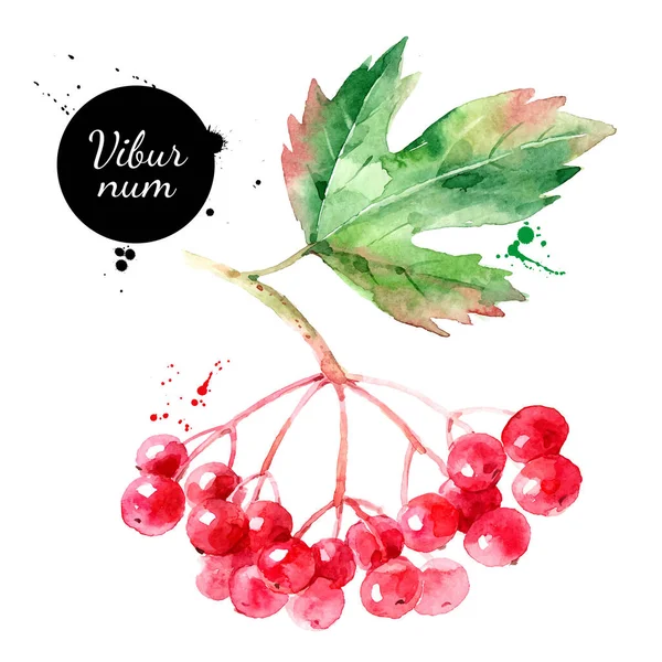 Watercolor Viburnum Bagas Ilustração Vetor Pintado Superalimento Isolado Sobre Fundo — Vetor de Stock