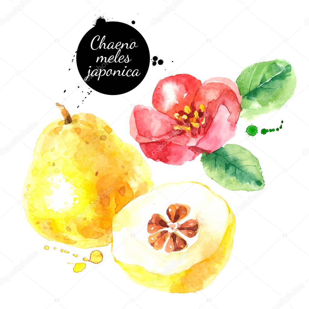 Watercolor chaenomeles japonica illustration. Vector painted isolated fresh superfood on white background