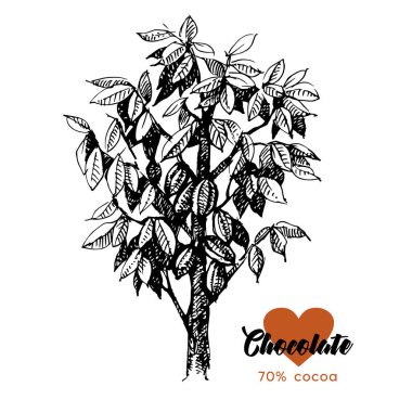 El çizimi kakaolu çikolata ürünü arka planı. Doğal sağlıklı gıdaların klasik vektör çizimi