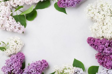 Taş arka plan üzerinde renkli eflatun çiçekler. Metin alanı olan üstten görünüm