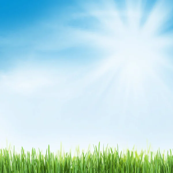 Zonnige Zomer Achtergrond Met Groen Gras Een Blauwe Hemel — Stockfoto
