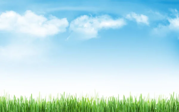 Sunny Summer Background Green Grass Blue Sky — Stock Photo, Image