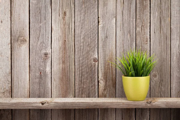 Plant Flowerpot Shelf Rustic Wooden Wall View Copy Space — Stock Photo, Image