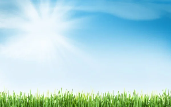 Sunny Summer Background Grass Blue Sky — Stock Photo, Image