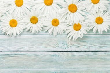 Mavi ahşap zemin üzerine Bahçe papatya çiçeği. Kopya alanı ile üstten görünüm