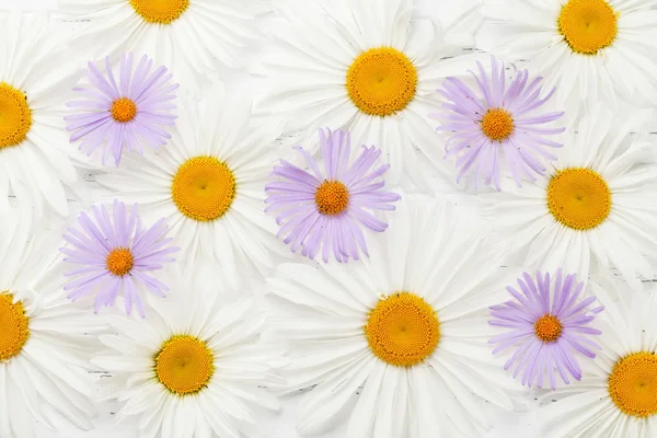 Trädgård Kamomill Blommor Bakgrund Ovanifrån — Stockfoto