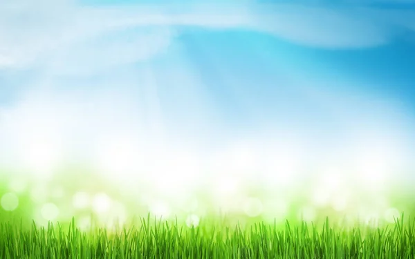 Sunny Summer Background Grass Blue Sky — Stock Photo, Image