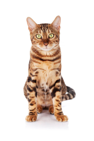 Bengal cat. Isolated on white background