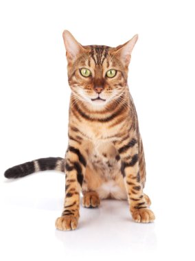 Bengal kedisi. Beyaz arkaplanda izole