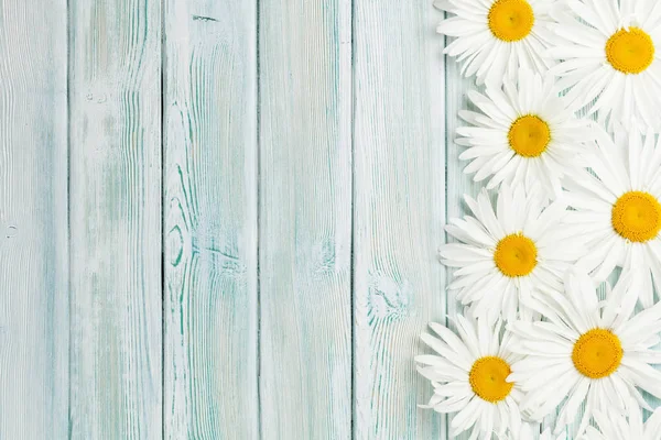 Garden Chamomile Flowers Blue Wooden Background Top View Copy Space — Stock Photo, Image
