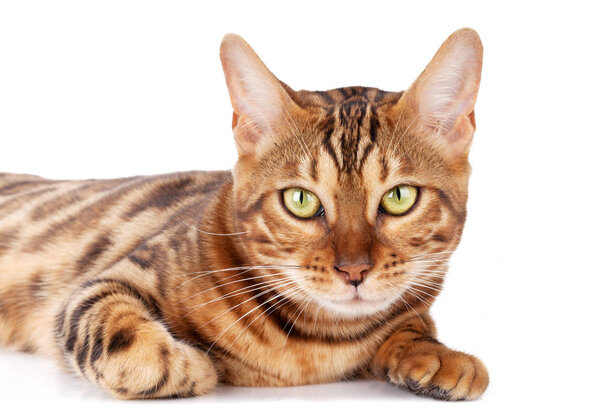 Close up of bengal cat isolated on white background