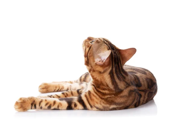 Funny Bengal Cat Looking Lying Isolated White Background — Stock Photo, Image