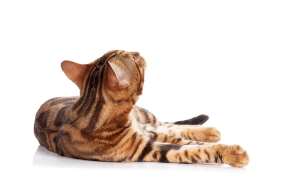 Funny Bengal Cat Looking Lying Isolated White Background — Stock Photo, Image