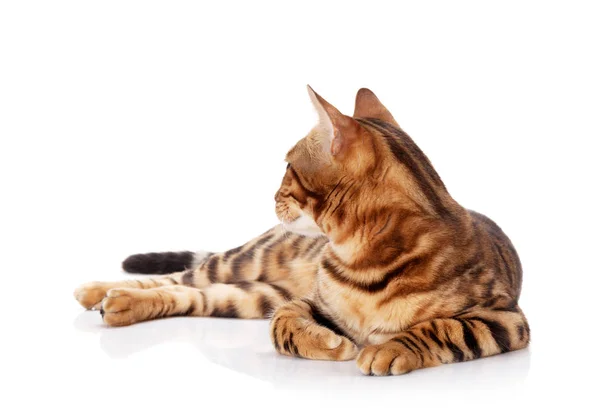 Cute Bengal Cat Lying Isolated White Background — Stock Photo, Image