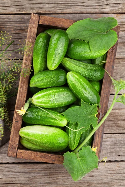 Concombres Jardin Frais Sur Table Bois Vue Dessus — Photo