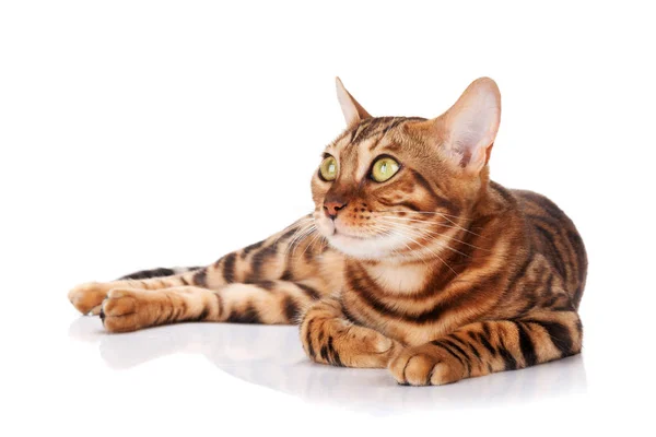 Adorable Bengal Cat Lying Isolated White Background — Stock Photo, Image