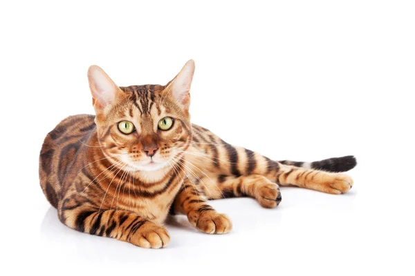 Adorable Bengal Cat Lying Isolated White Background — Stock Photo, Image