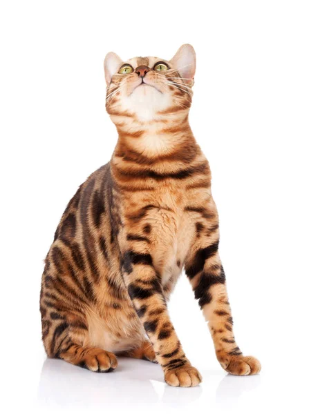 Bengal Cat Looking Isolated White Background — Stock Photo, Image