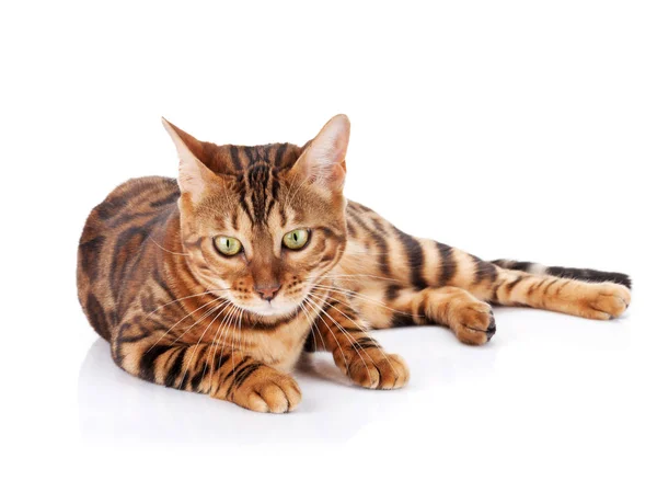 Bengalisk Katt Isolerad Vit Bakgrund — Stockfoto