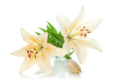 İki beyaz zambak ve bud. Beyaz arka plan üzerinde izole