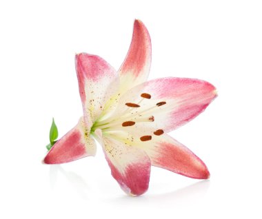 pembe lily. Beyaz arka plan üzerinde izole