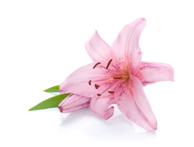 pembe lily. Beyaz arka plan üzerinde izole