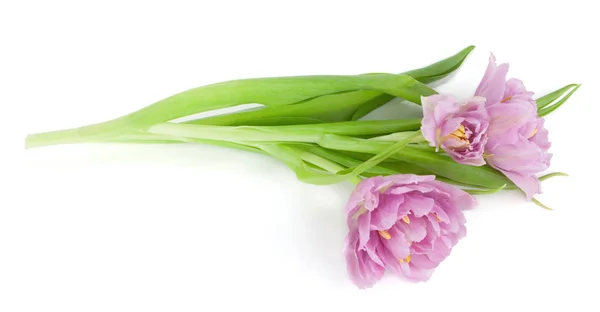 Leží Růžové Tulipány Pohled Shora Izolované Bílém Pozadí — Stock fotografie