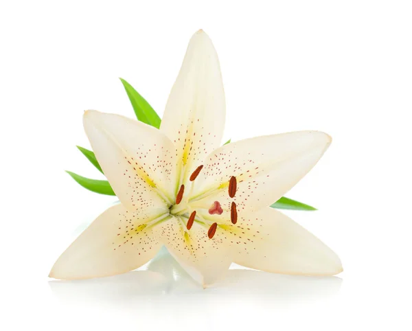 White Lily Green Leaves Isolated White Background — Stock Photo, Image
