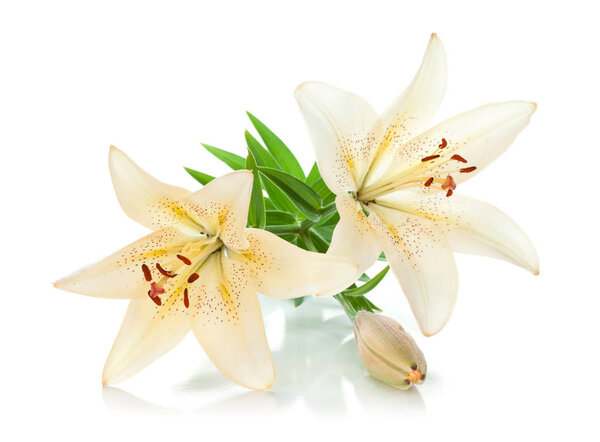Две белые лилии и бутон. Изолированный на белом фоне
