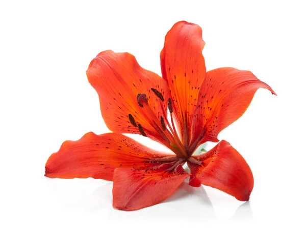 Red Lily Isolated White Background — Stock Photo, Image