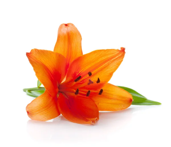 Orange Lily Isolated White Background — Stock Photo, Image