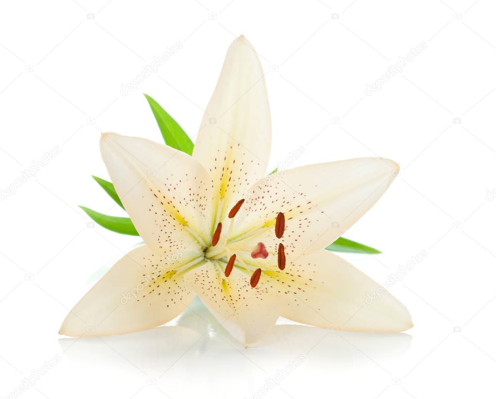 White lily with green leaves. Isolated on white background