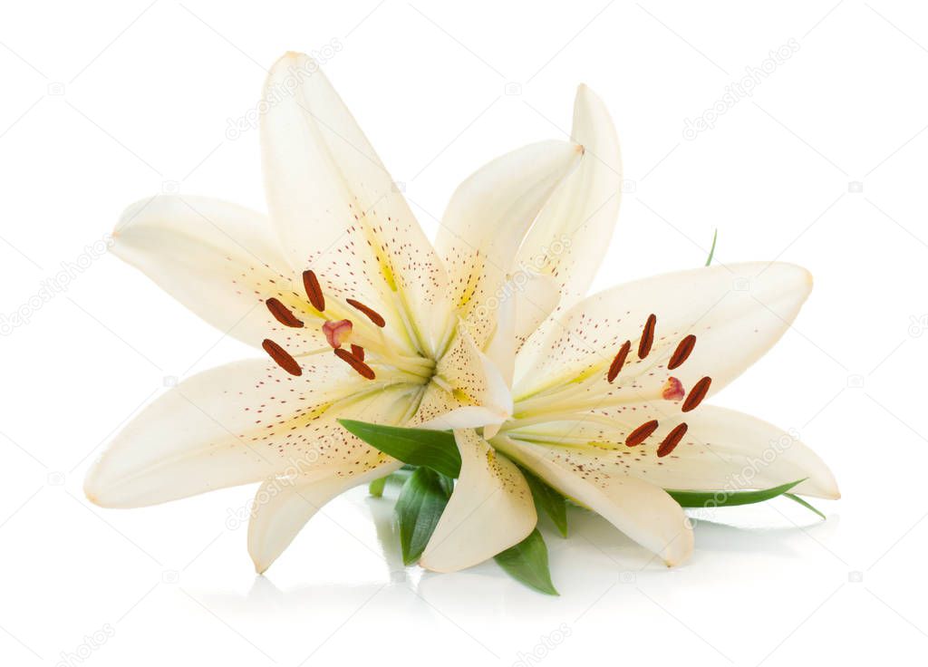 Two white lily. Isolated on white background