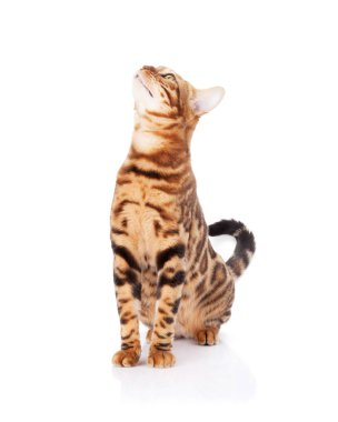 Bengal kedisi arıyorum. Beyaz arka plan üzerinde izole