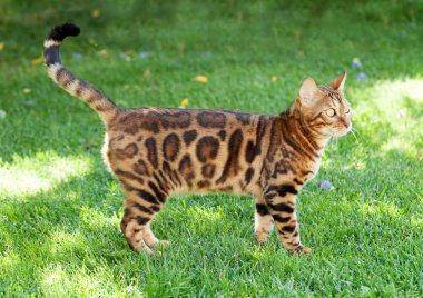 Güneşli bahçe içinde genç bengal kedi