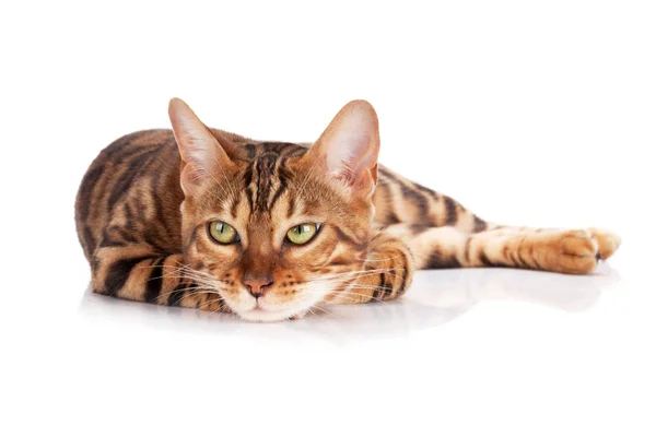 Gato Bengala Isolado Sobre Fundo Branco — Fotografia de Stock