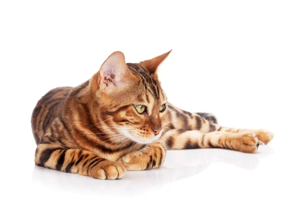 Bengalisk Katt Isolerad Vit Bakgrund — Stockfoto