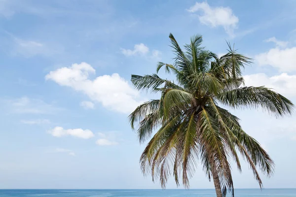 Tropical Sea Landscape Palm Deep Blue Sky Summer Sea Vacation — Stock Photo, Image