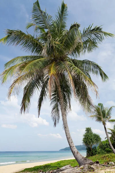 Palmami Tropickou Pláž Letní Moře Dovolená Cestování Koncept — Stock fotografie