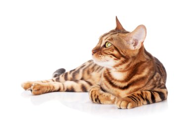 Bengal kedisi. Beyaz arkaplanda izole