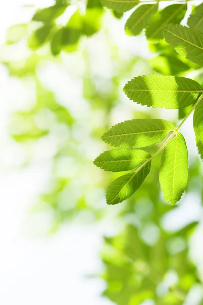 Grüne Blätter Über Blauem Himmel Mit Kopierraum Heller Frühlings Oder — Stockfoto