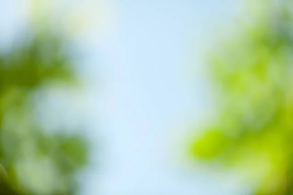 Groene Bladeren Blauwe Hemel Met Kopie Ruimte Heldere Lente Zomer — Stockfoto