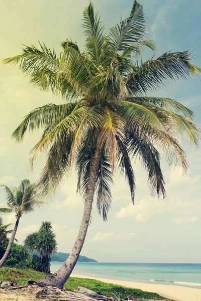 Palms Tropical Beach Summer Sea Vacation Travel Concept Sunny Toned — Stock Photo, Image