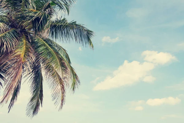 Tropical Still Life Palm Blue Sky Summer Sea Vacation Travel — Stock Photo, Image