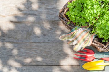 Bahçecilik aletleri ve fidan güneşli Bahçe masada. Kopya alanı ile Üstten Görünüm