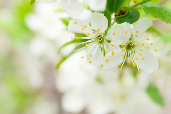 Apple Blossom Våren Träd Med Soliga Bokeh Kopia Utrymme Sommaren — Stockfoto